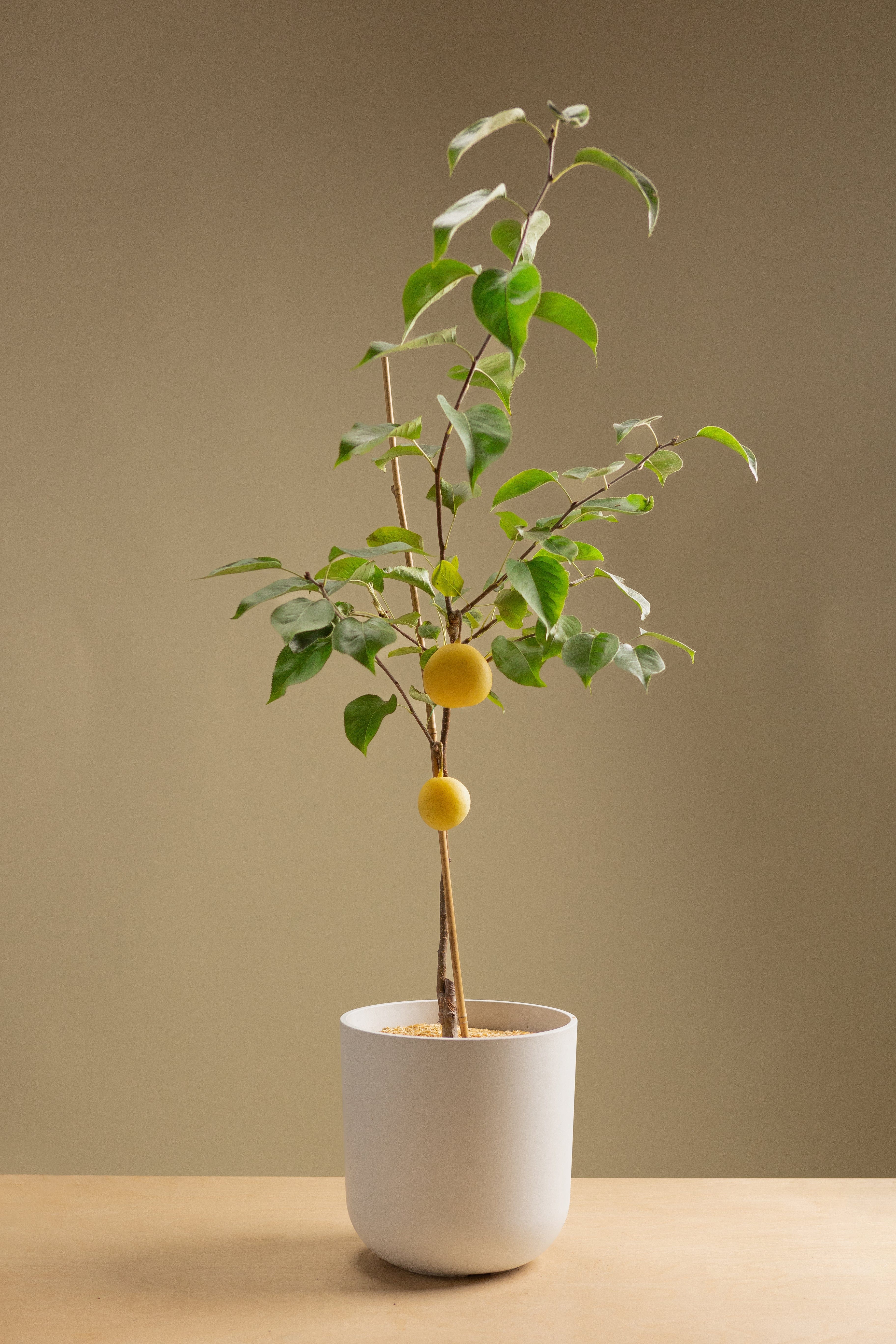 Asian Pear-Shrubb-
