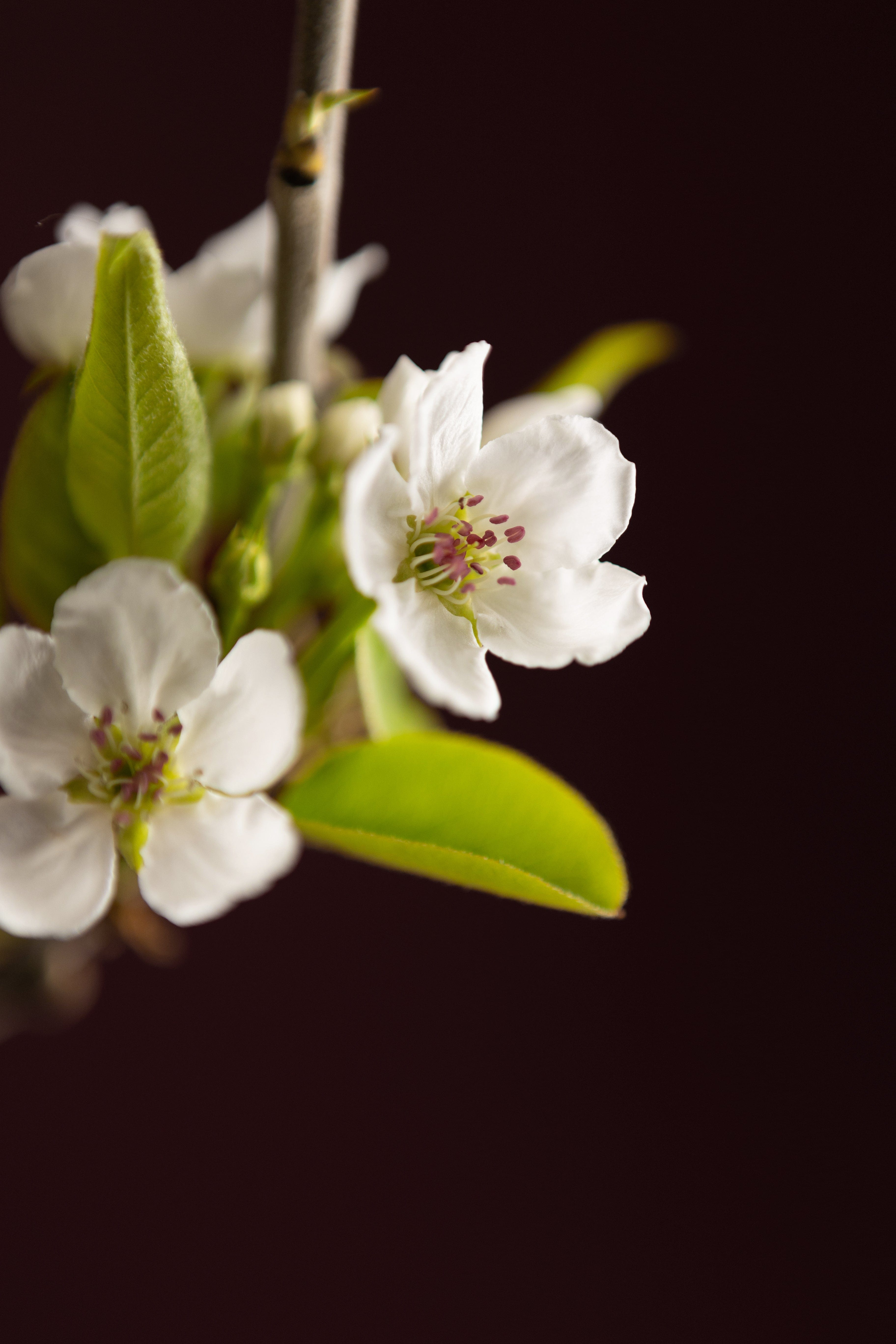 Asian Pear-Shrubb-
