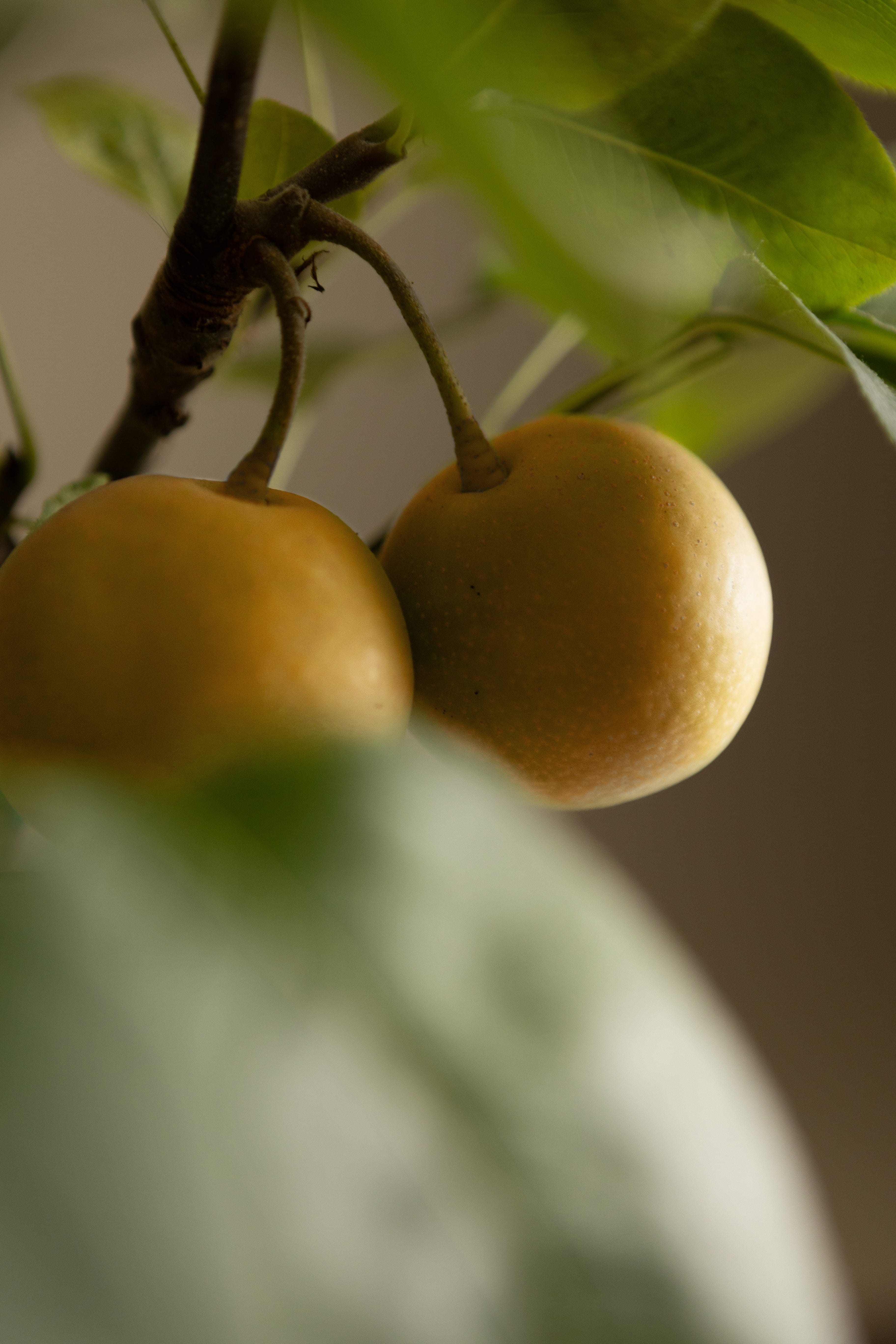 Asian Pear-Shrubb-
