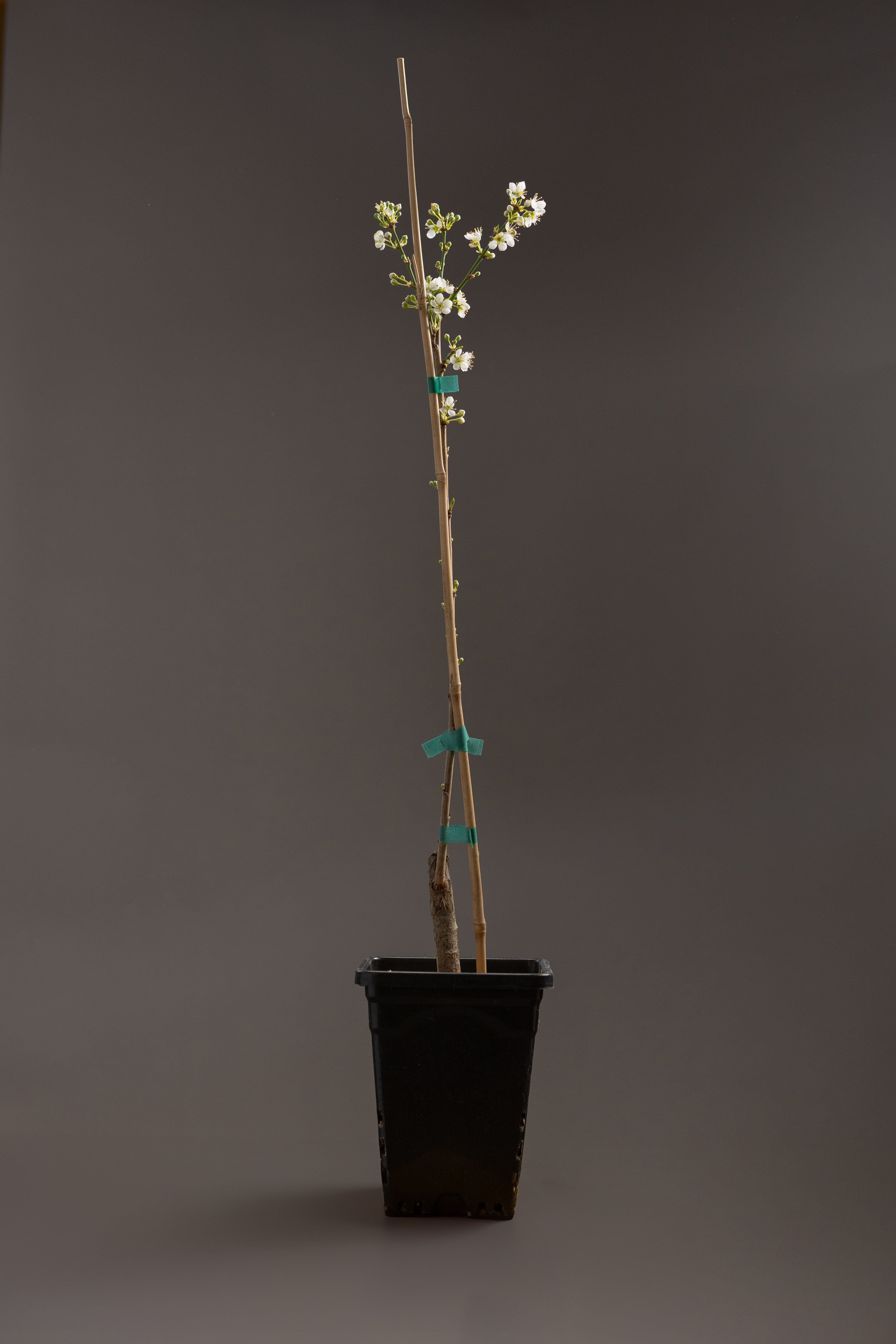 Asian Plum-Shrubb-
