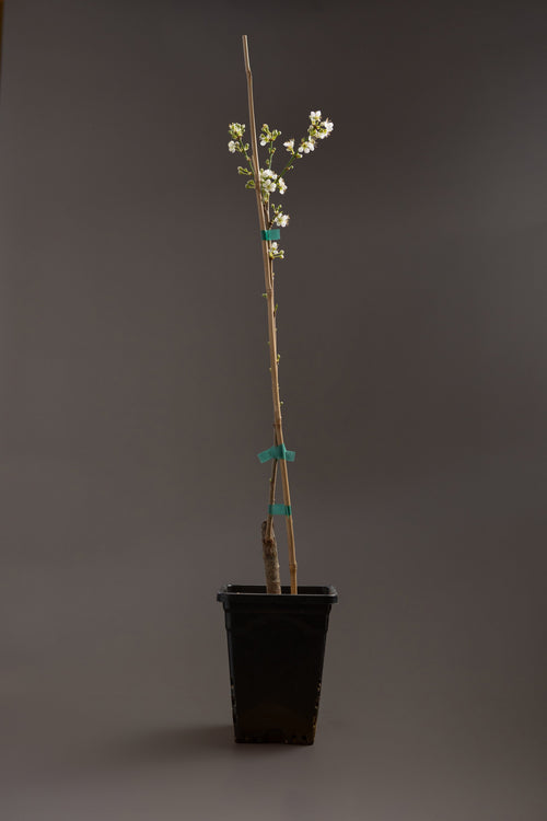 Asian Plum-Shrubb-