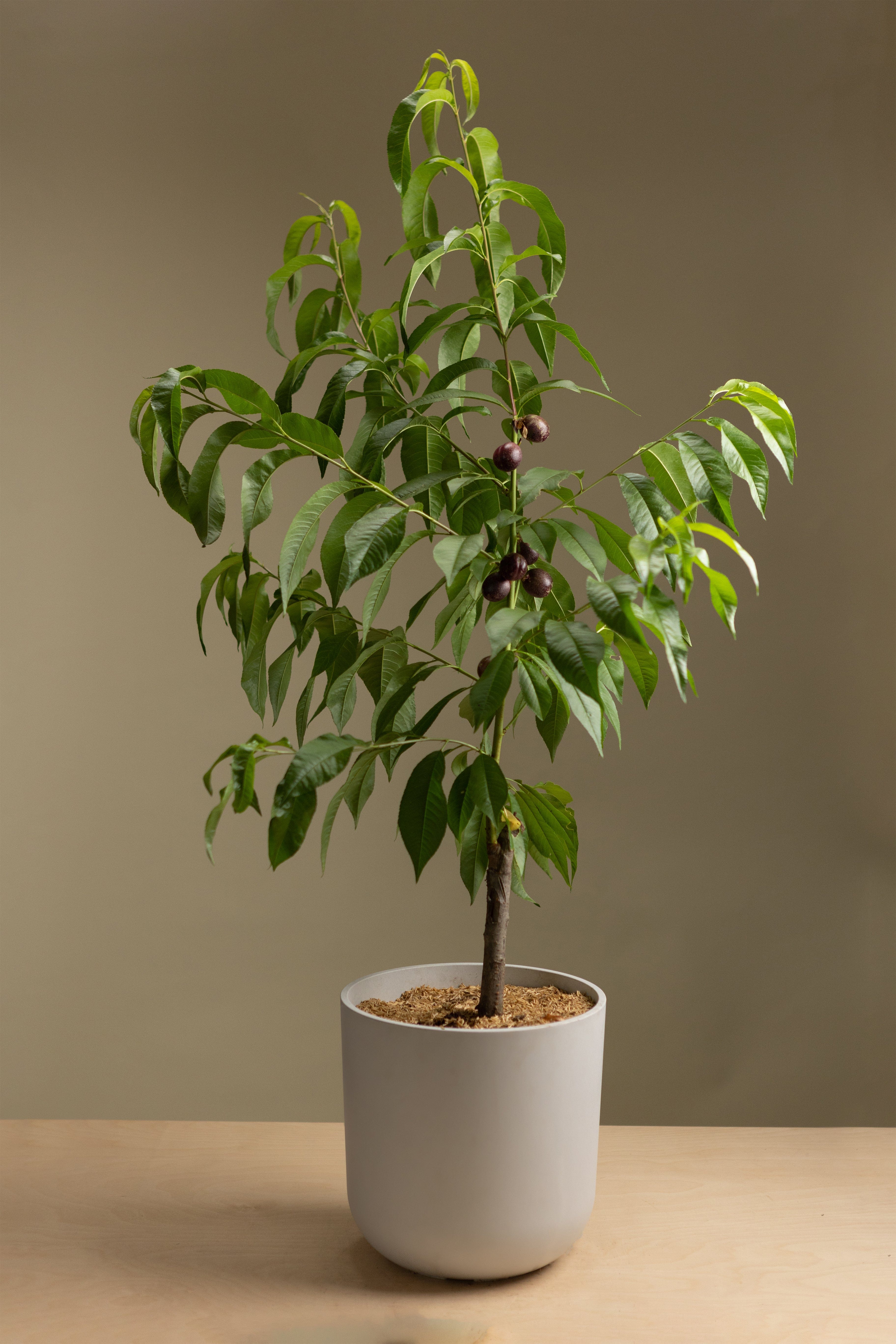 Asian Plum-Shrubb-