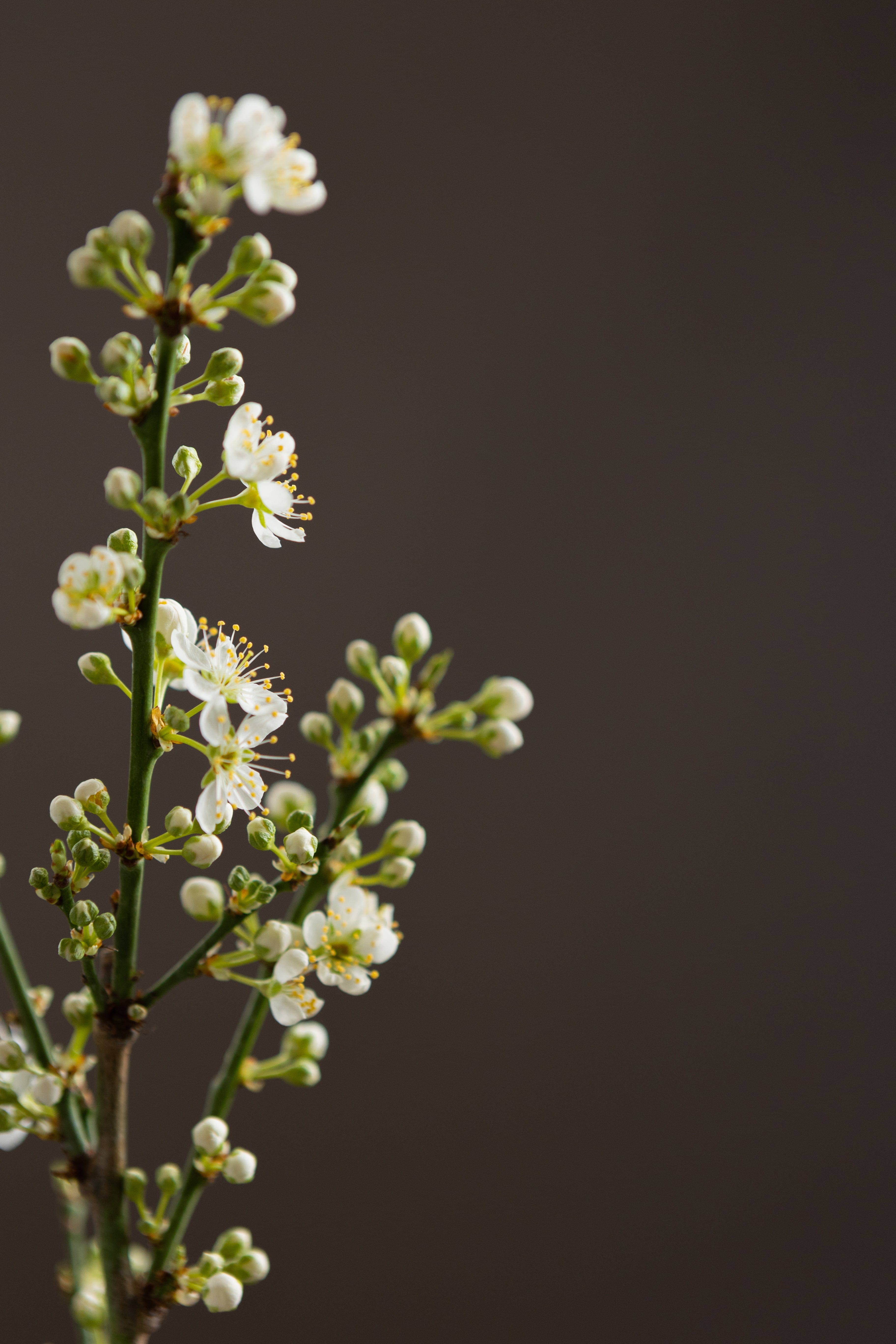 Asian Plum-Shrubb-