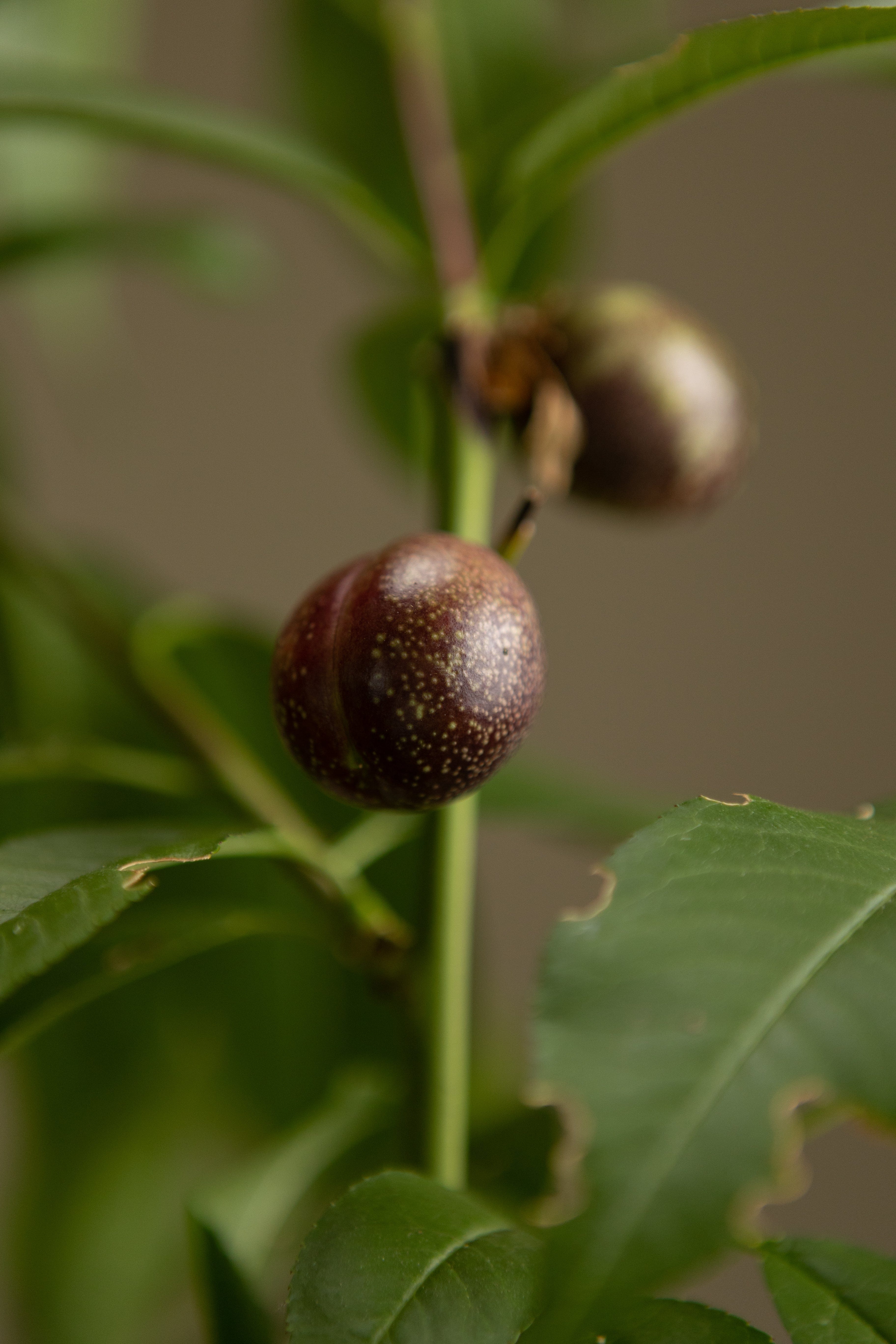 Asian Plum-Shrubb-