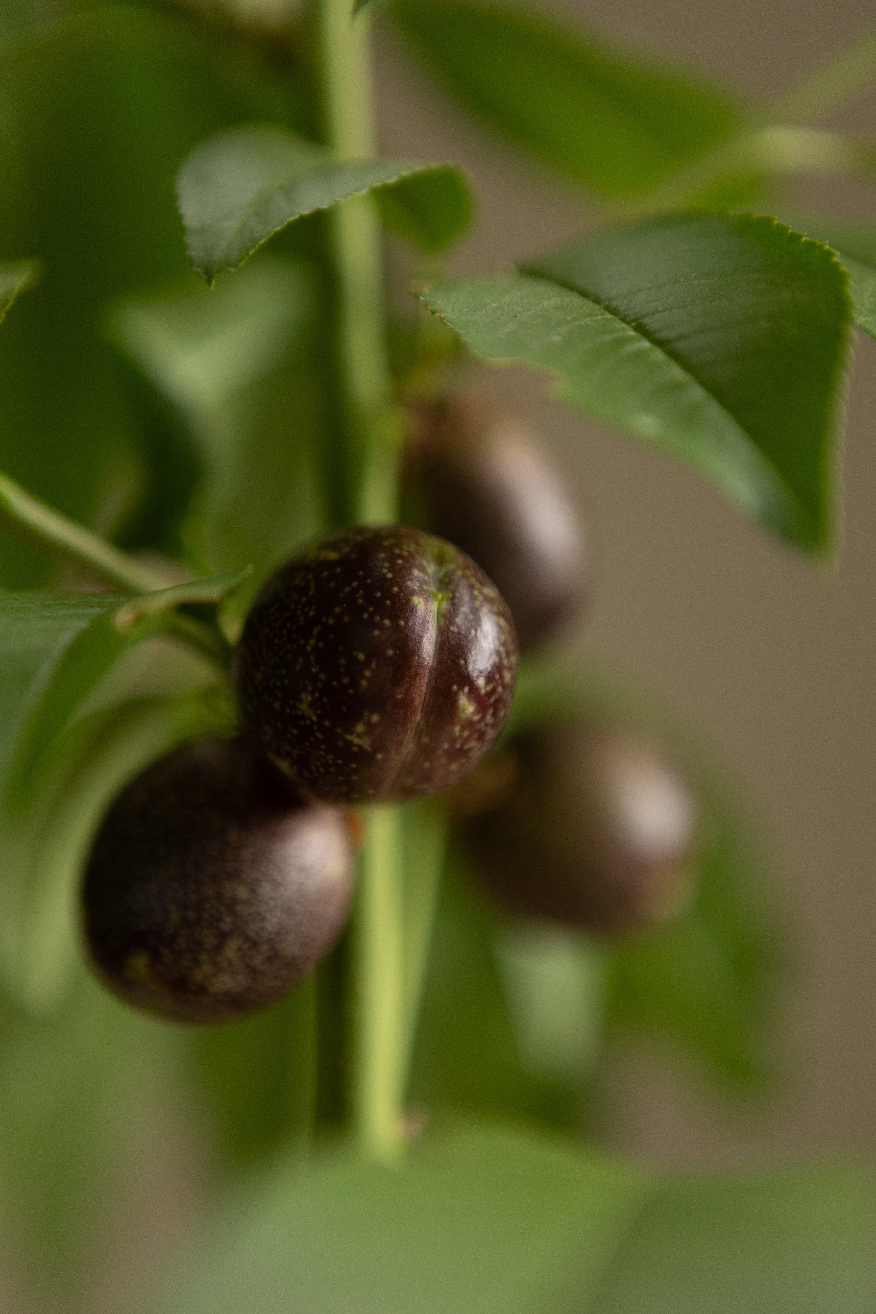 Asian Plum-Shrubb-