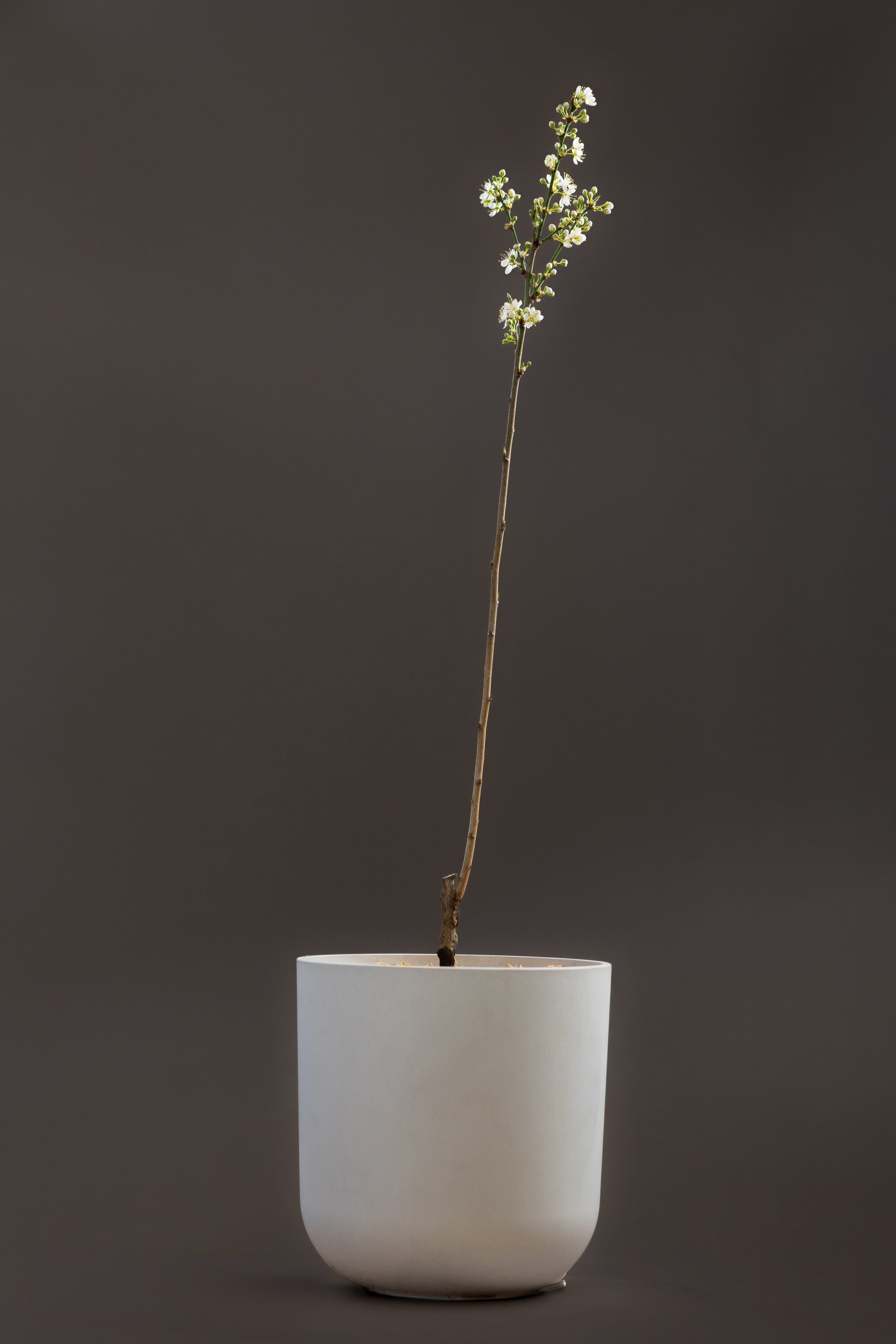 Asian Plum-Shrubb-