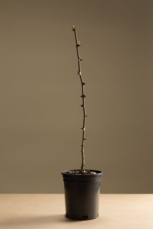Szechuan Pepper-Shrubb-