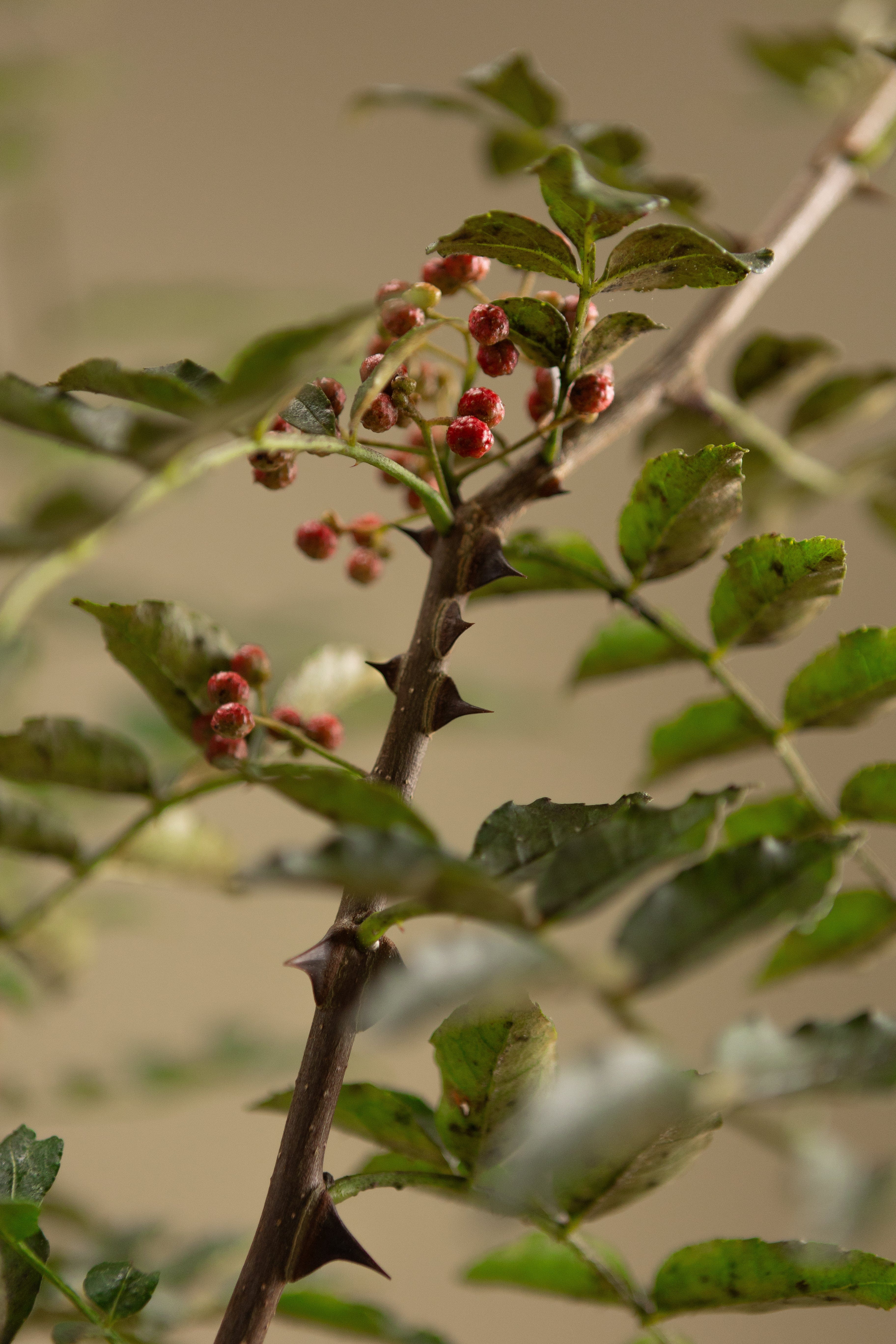 Szechuan Pepper-Shrubb-