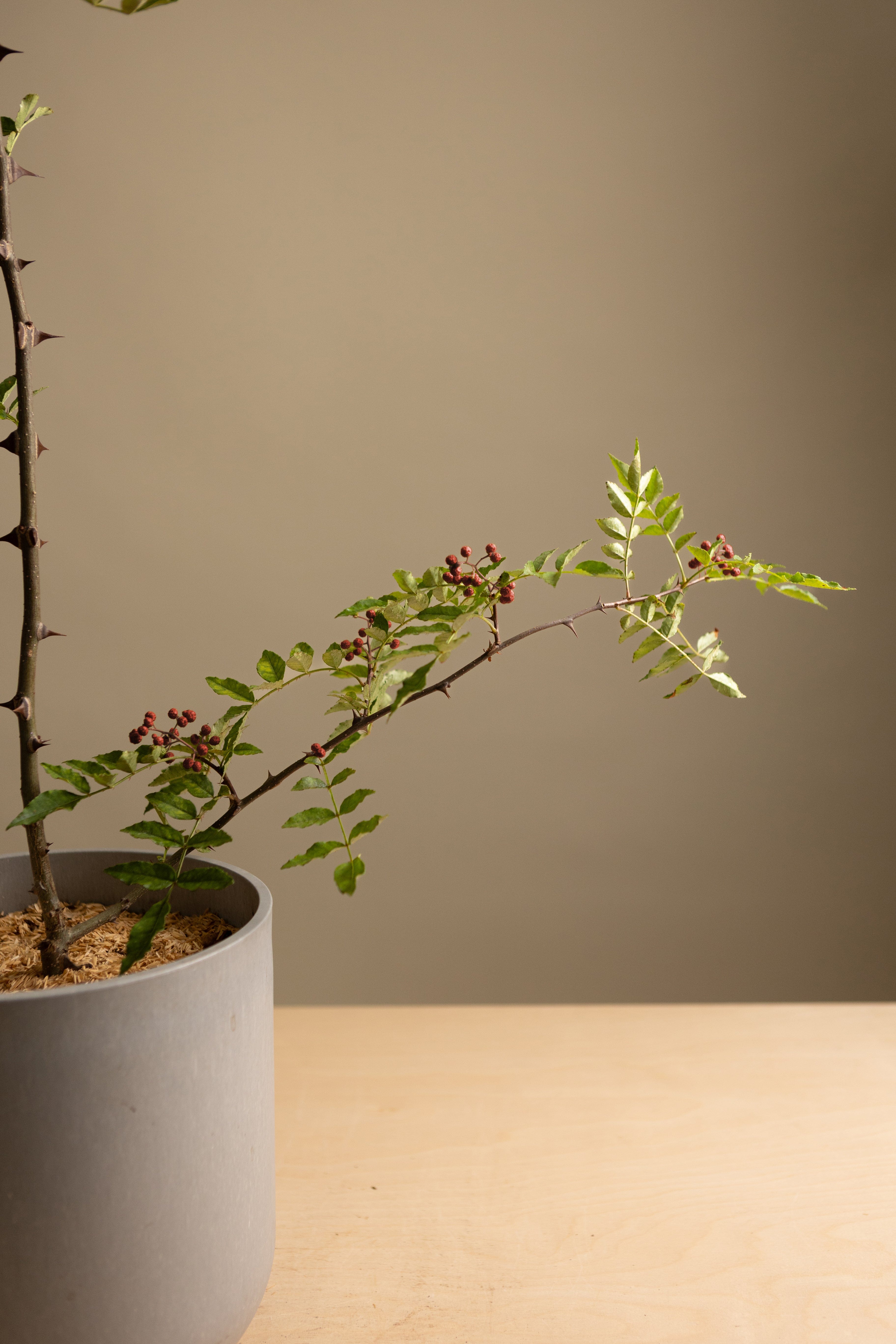 Szechuan Pepper-Shrubb-