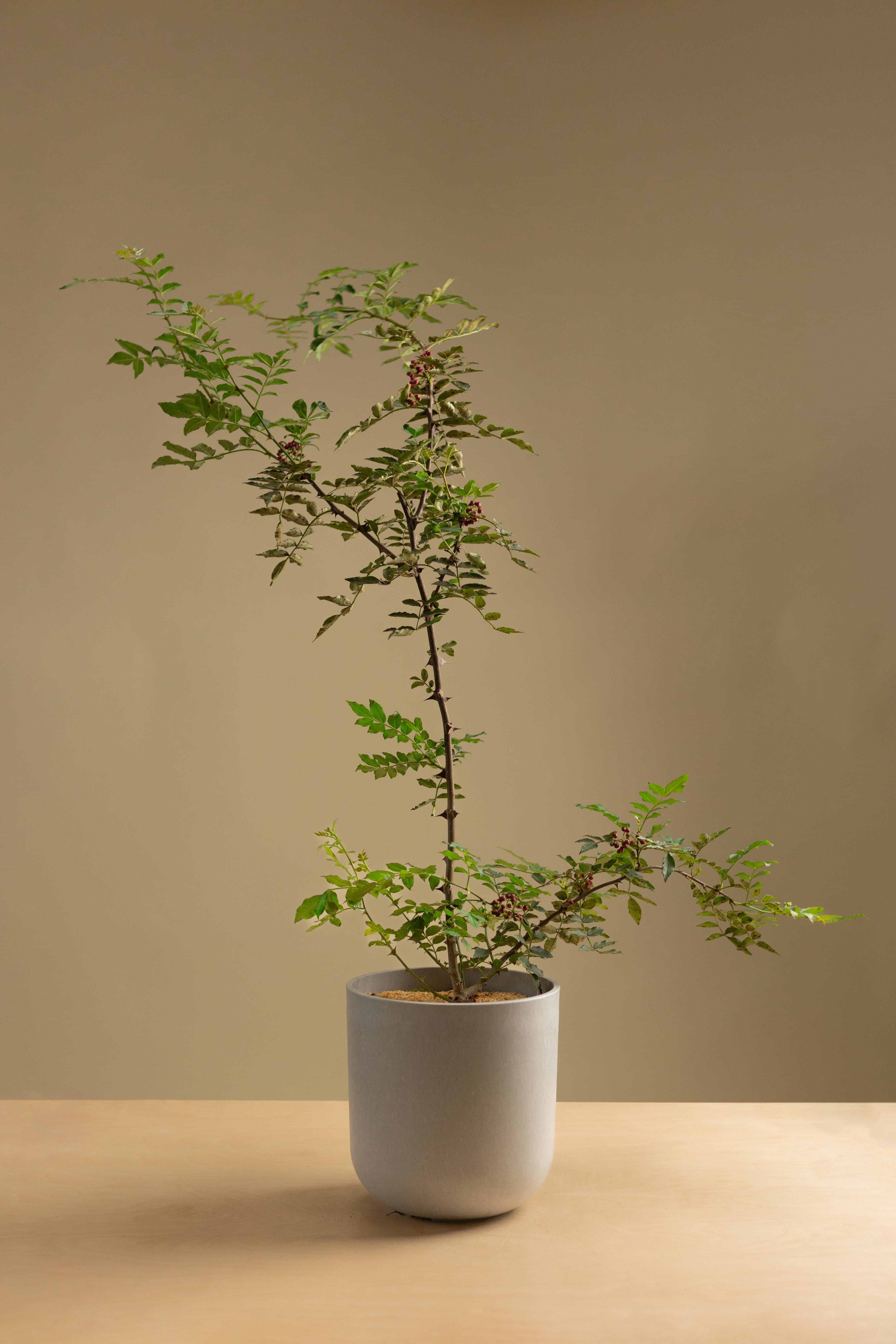 Szechuan Pepper-Shrubb-