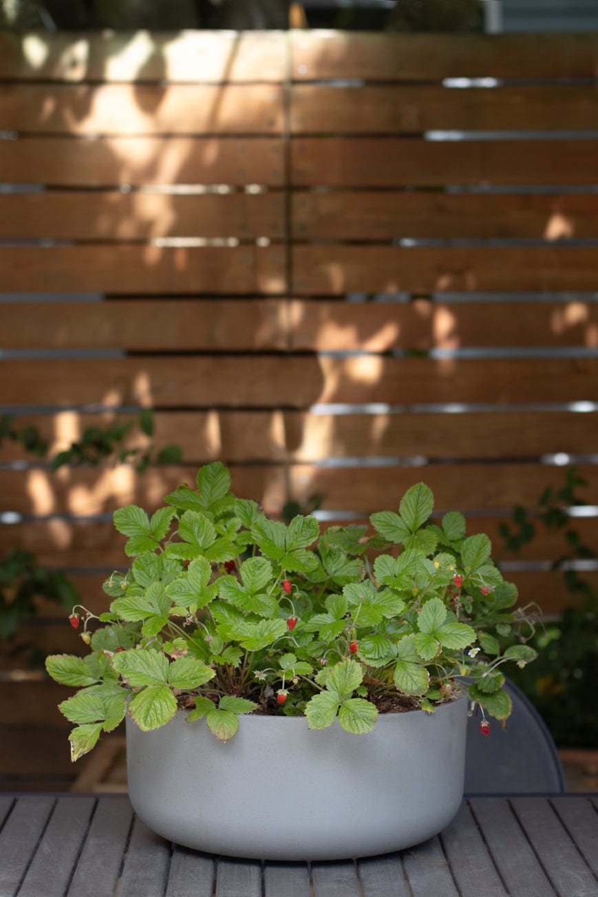 Red Alpine Strawberry-Shrubb-