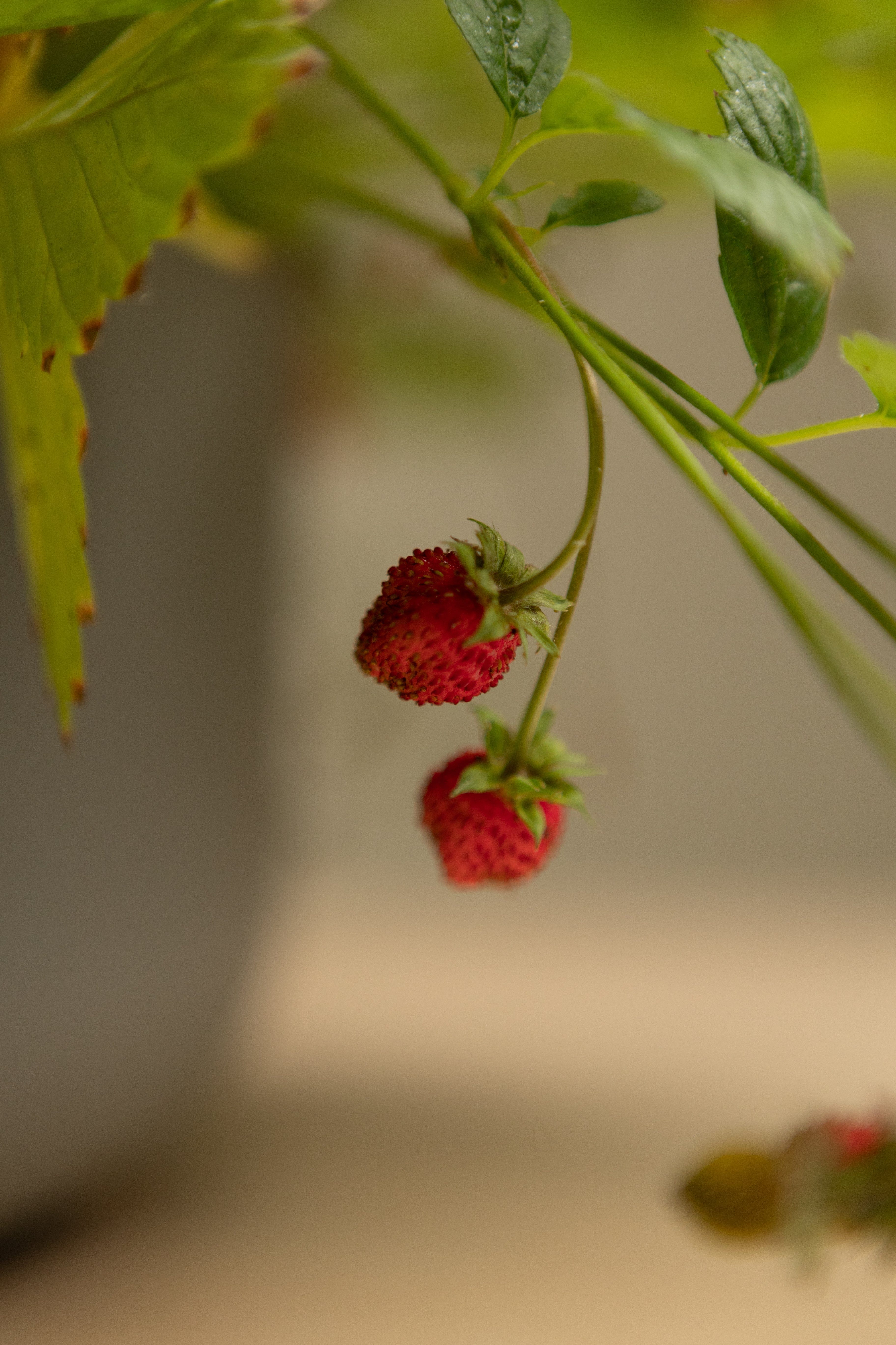 Red Alpine Strawberry-Shrubb-