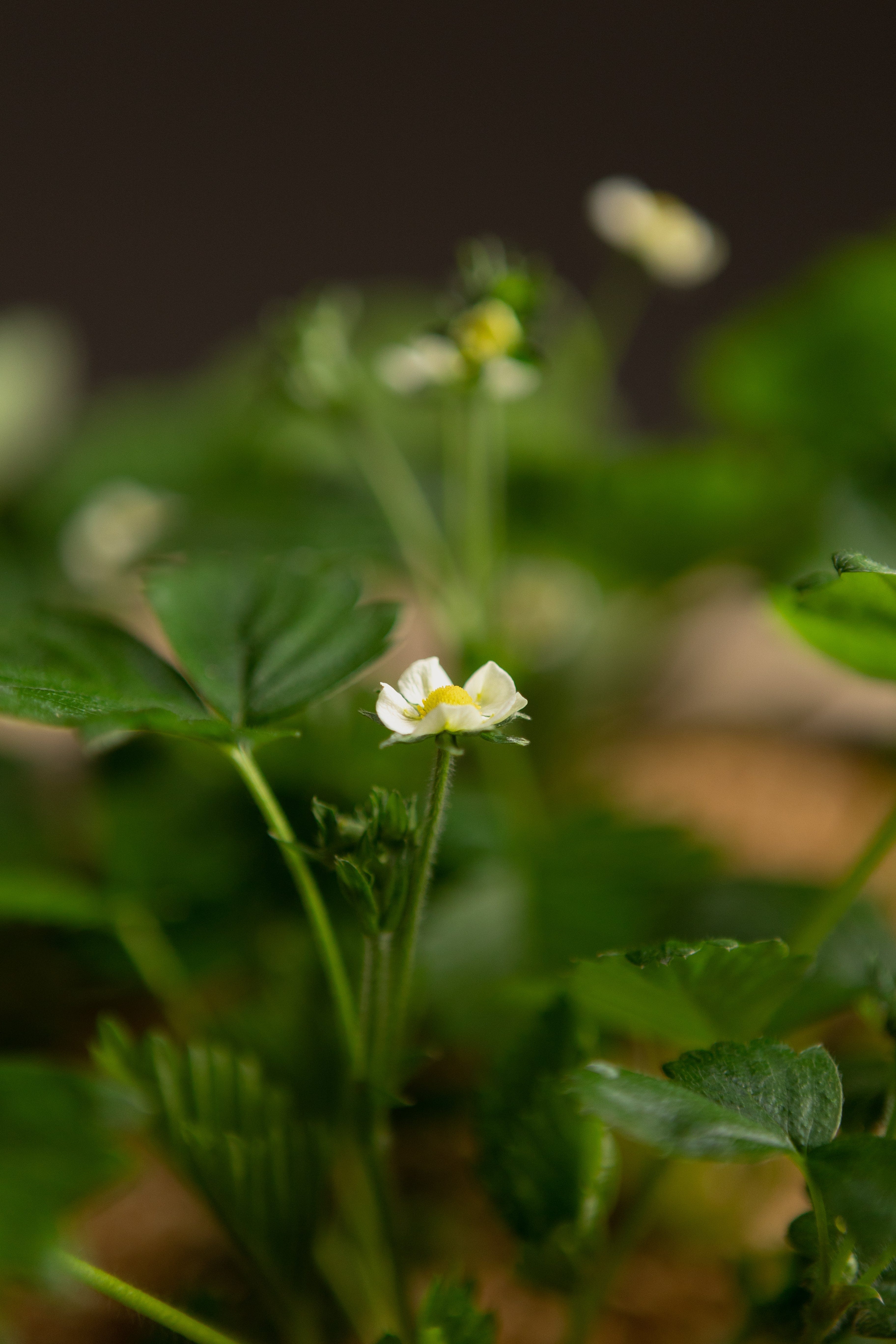 Red Alpine Strawberry-Shrubb-