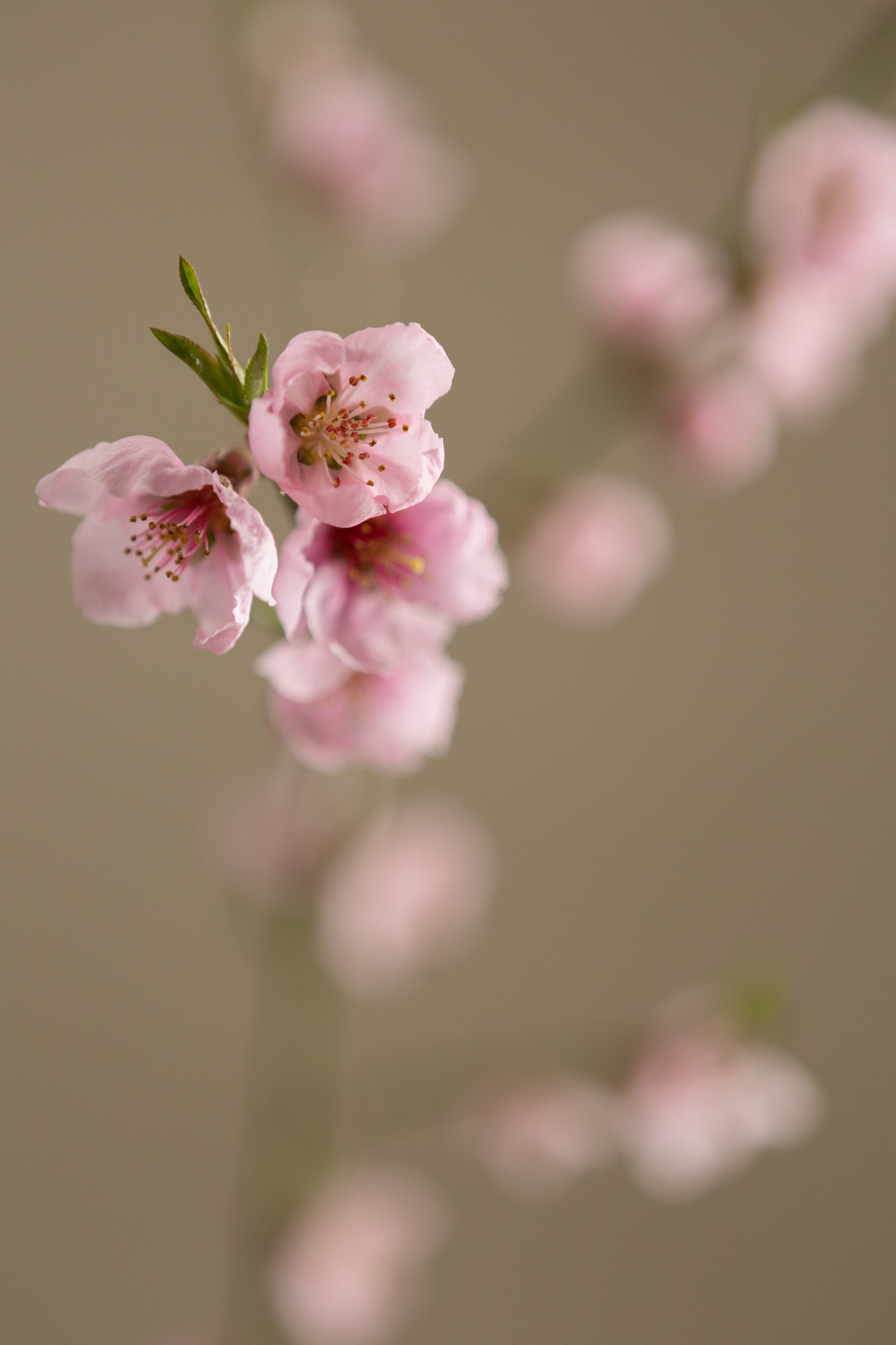Yellow Flesh Nectarine-Shrubb-