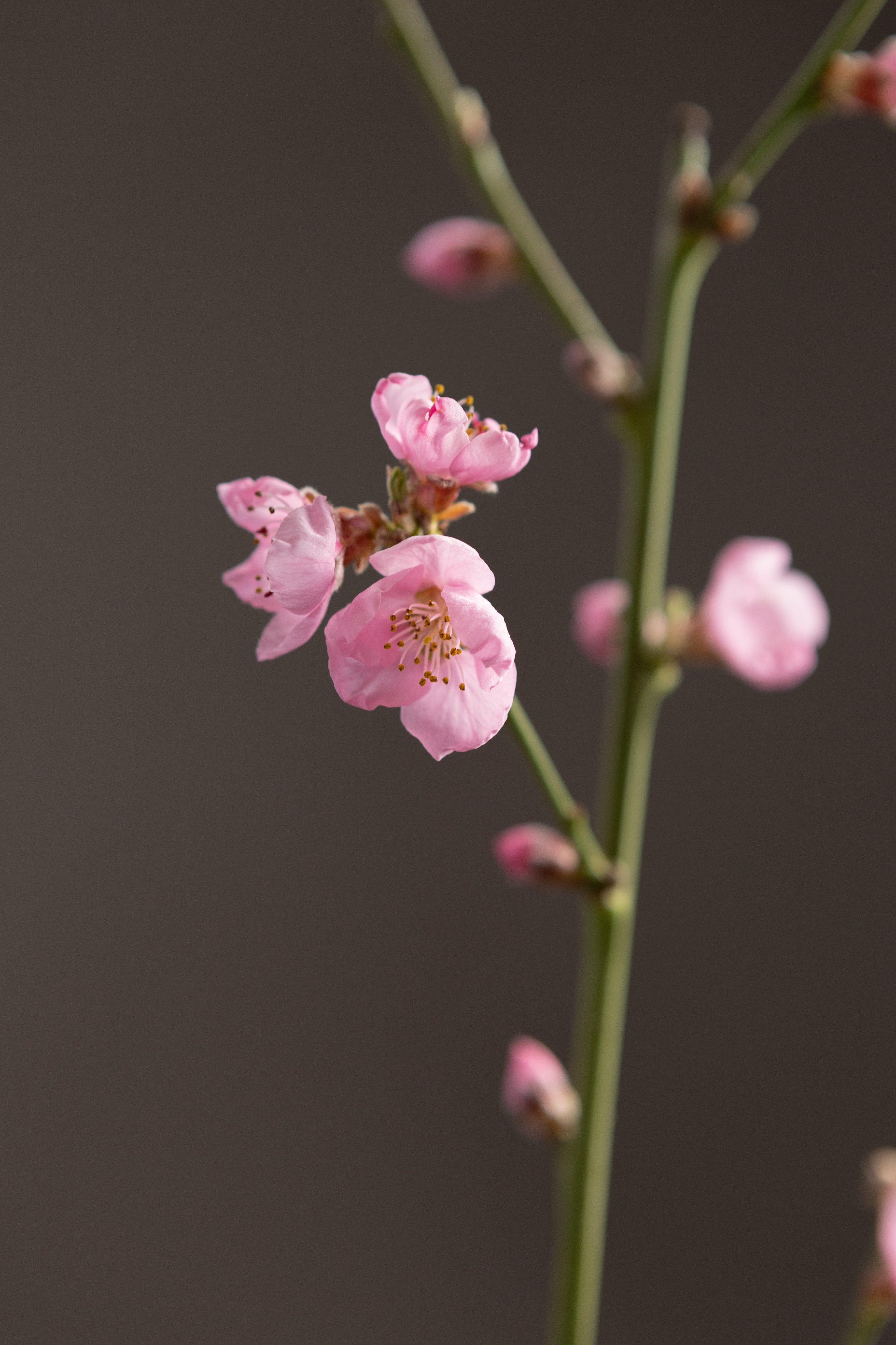 Red Flesh Nectarine-Fruit Tree-Raintree-