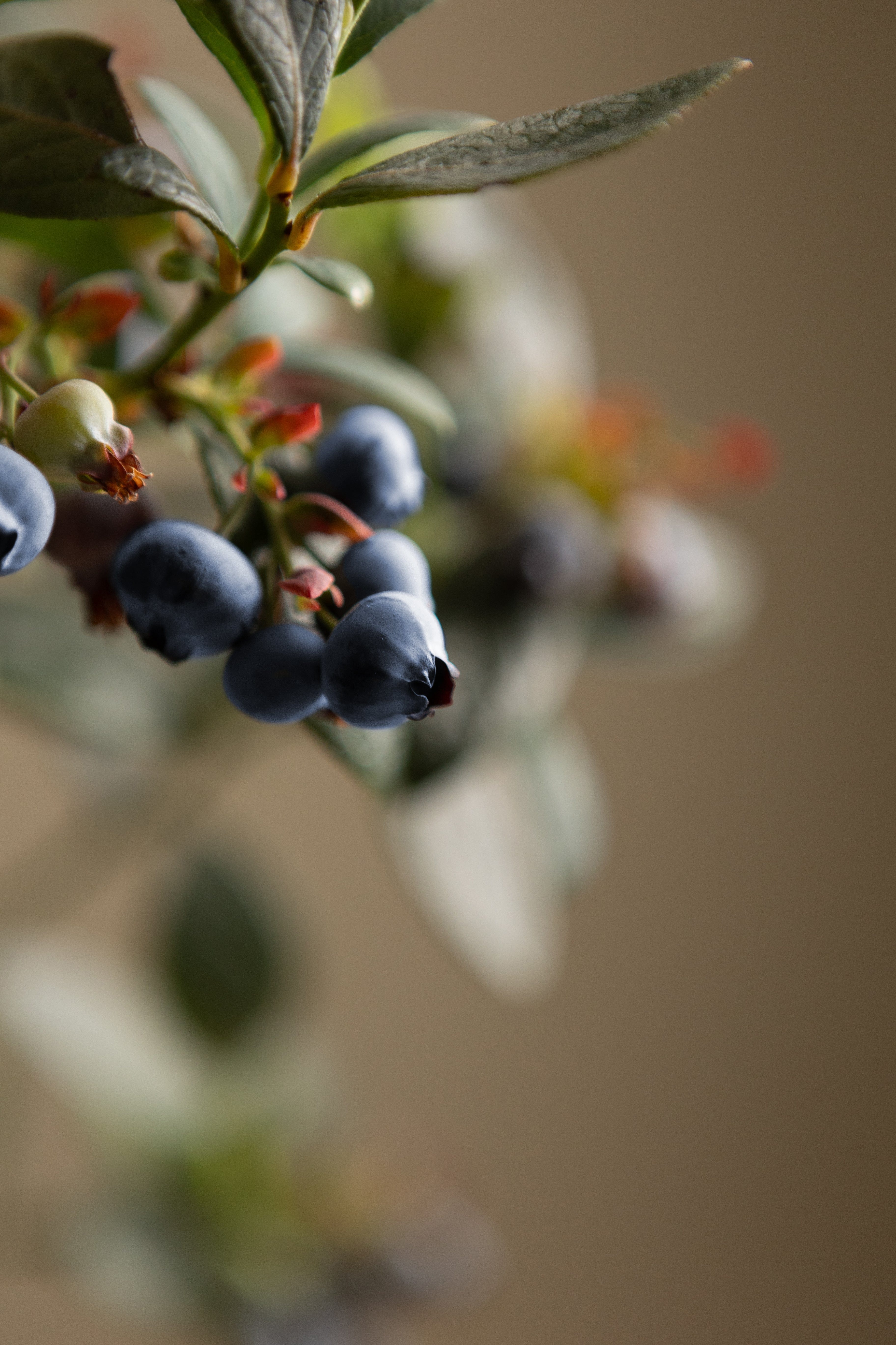 Blueberry-Shrubb-