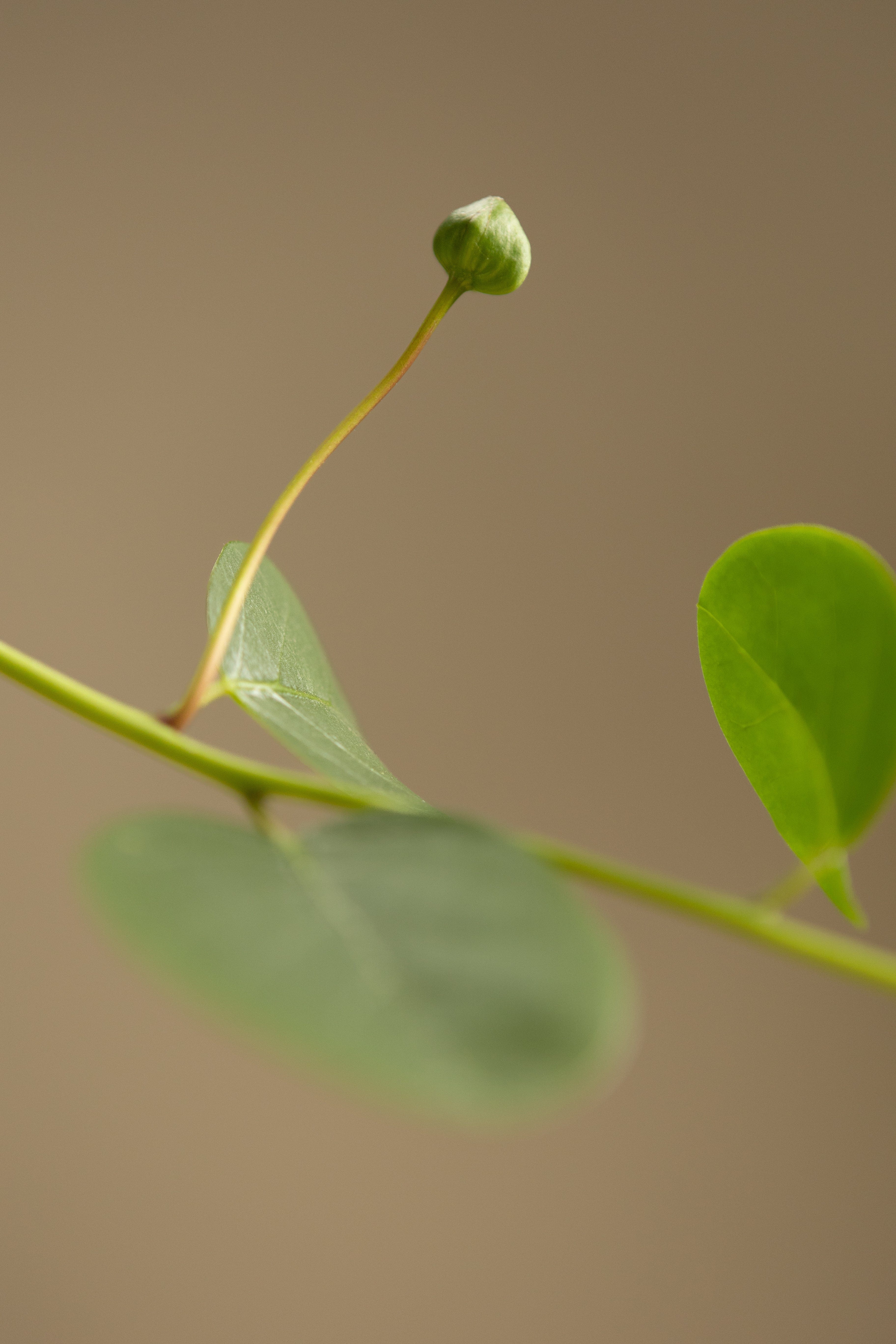 Caper-Shrubb-