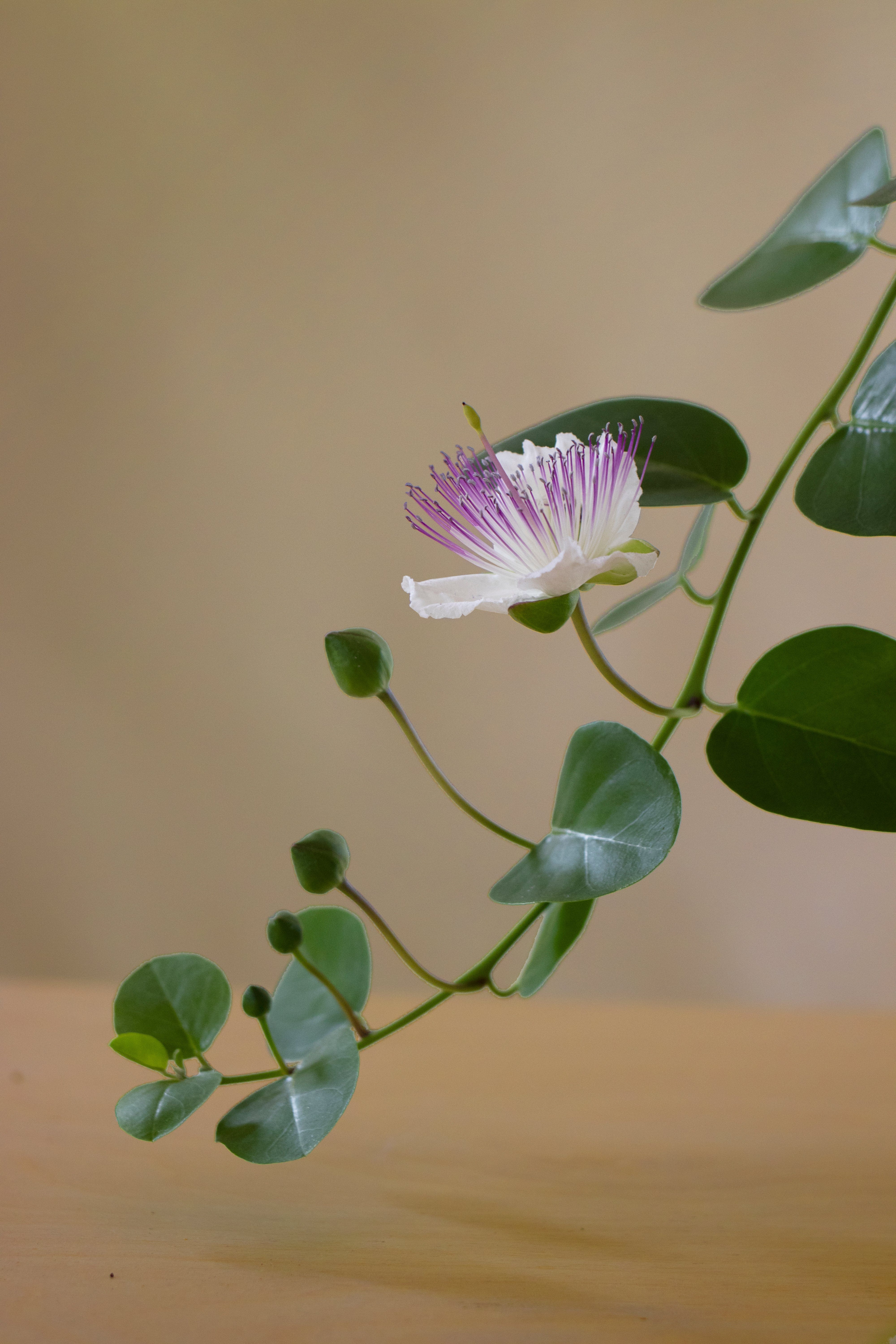 Caper-Shrubb-