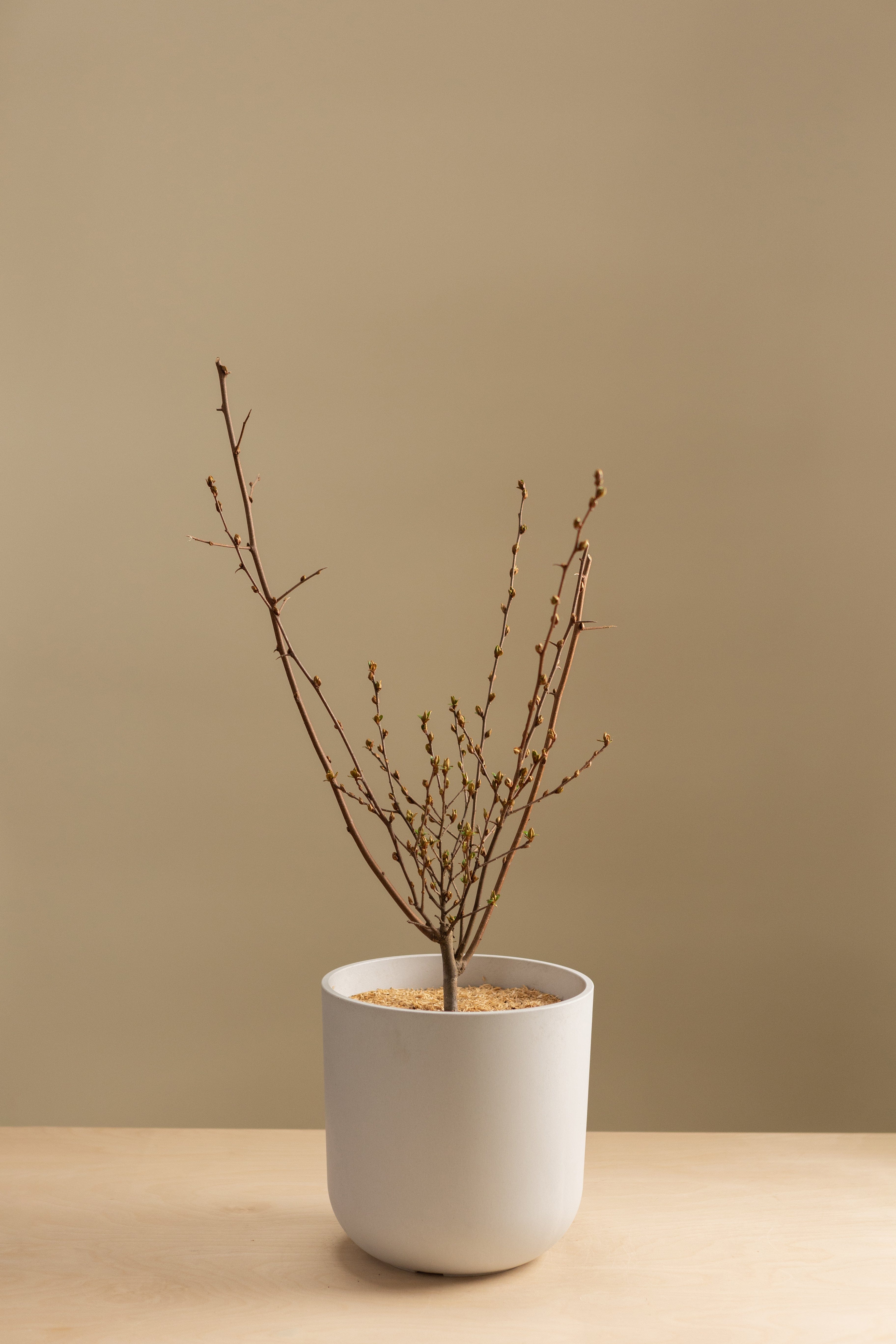 Goumi Berry-Shrubb-