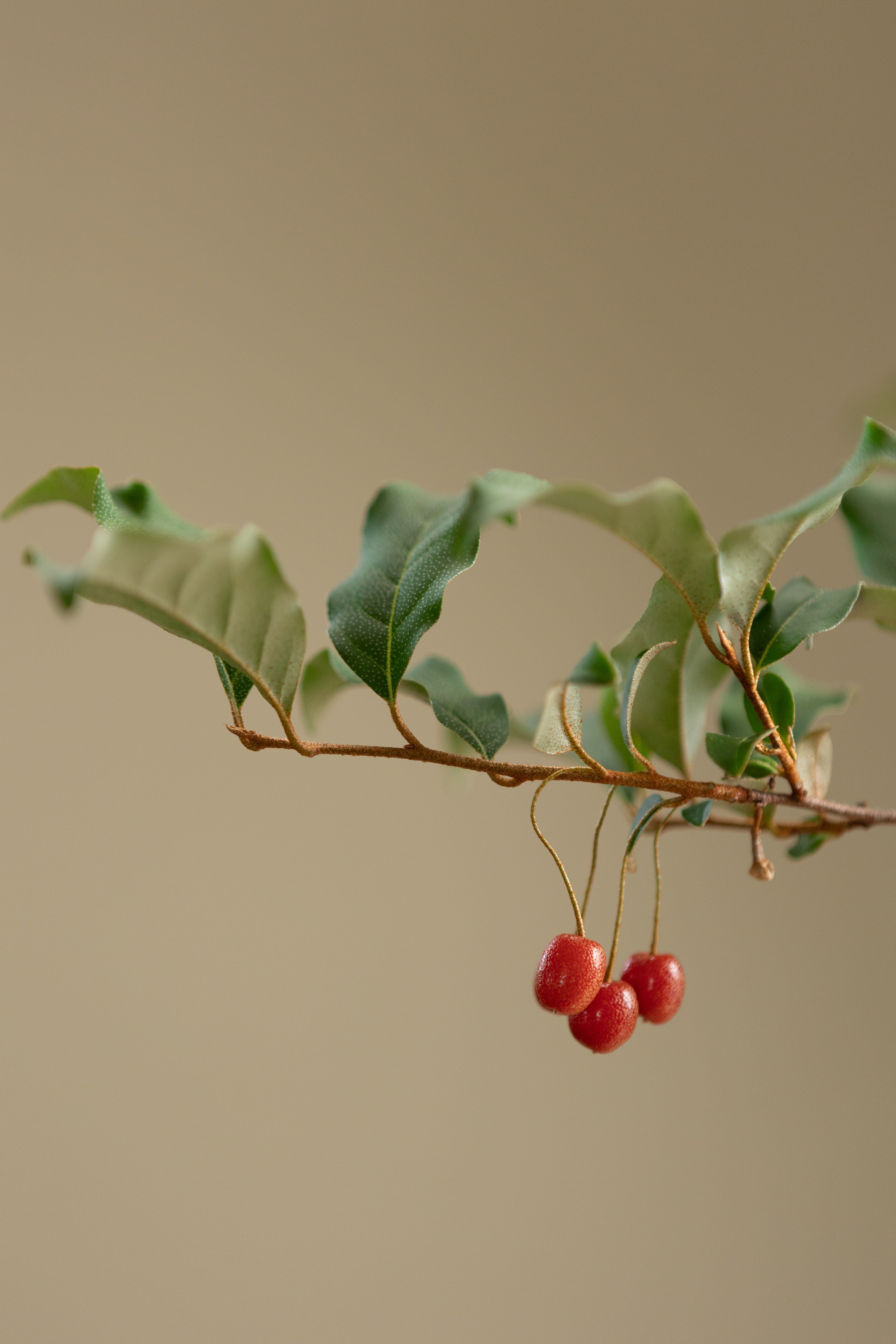 Goumi Berry-Shrubb-