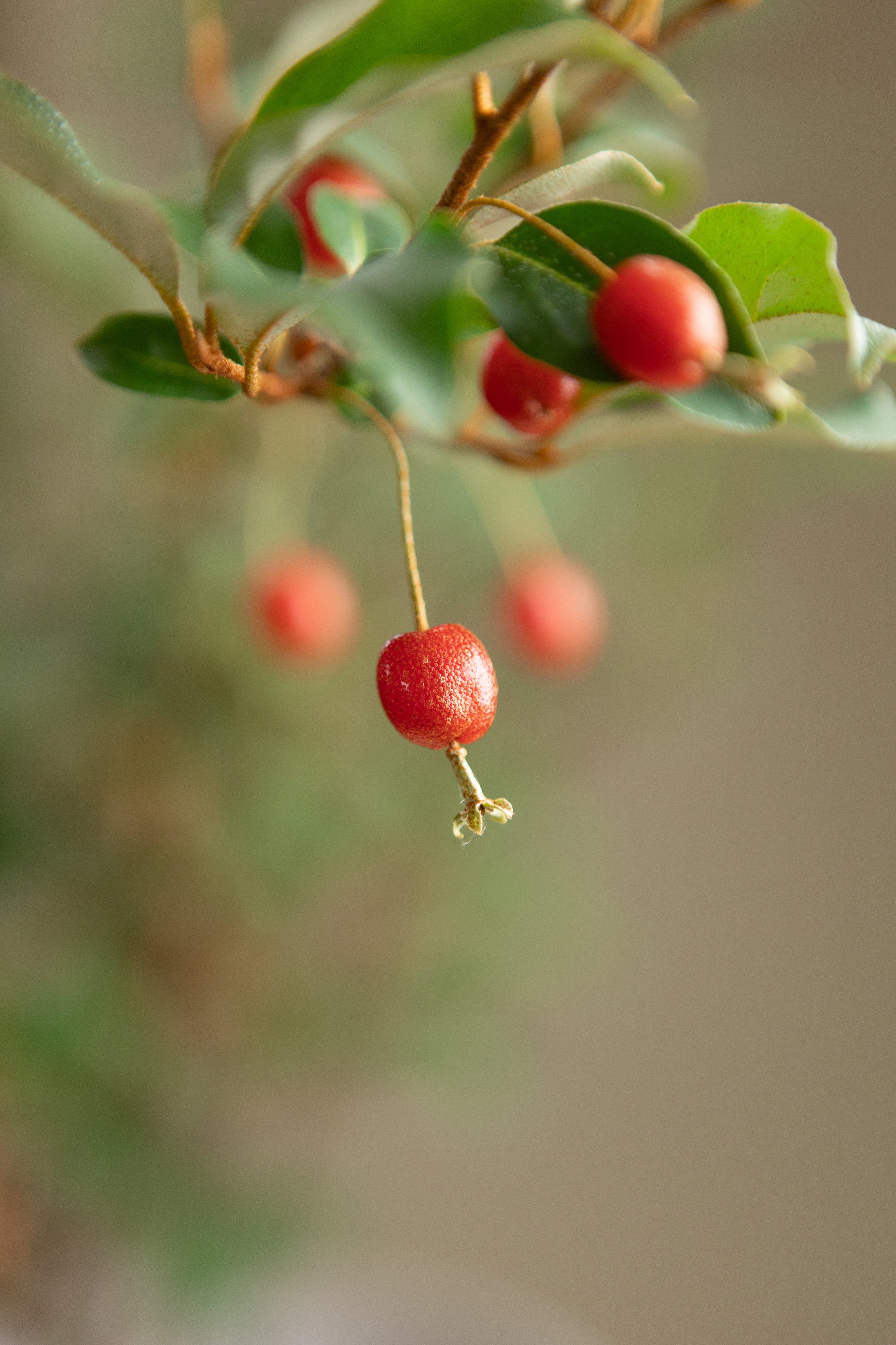 Goumi Berry-Shrubb-