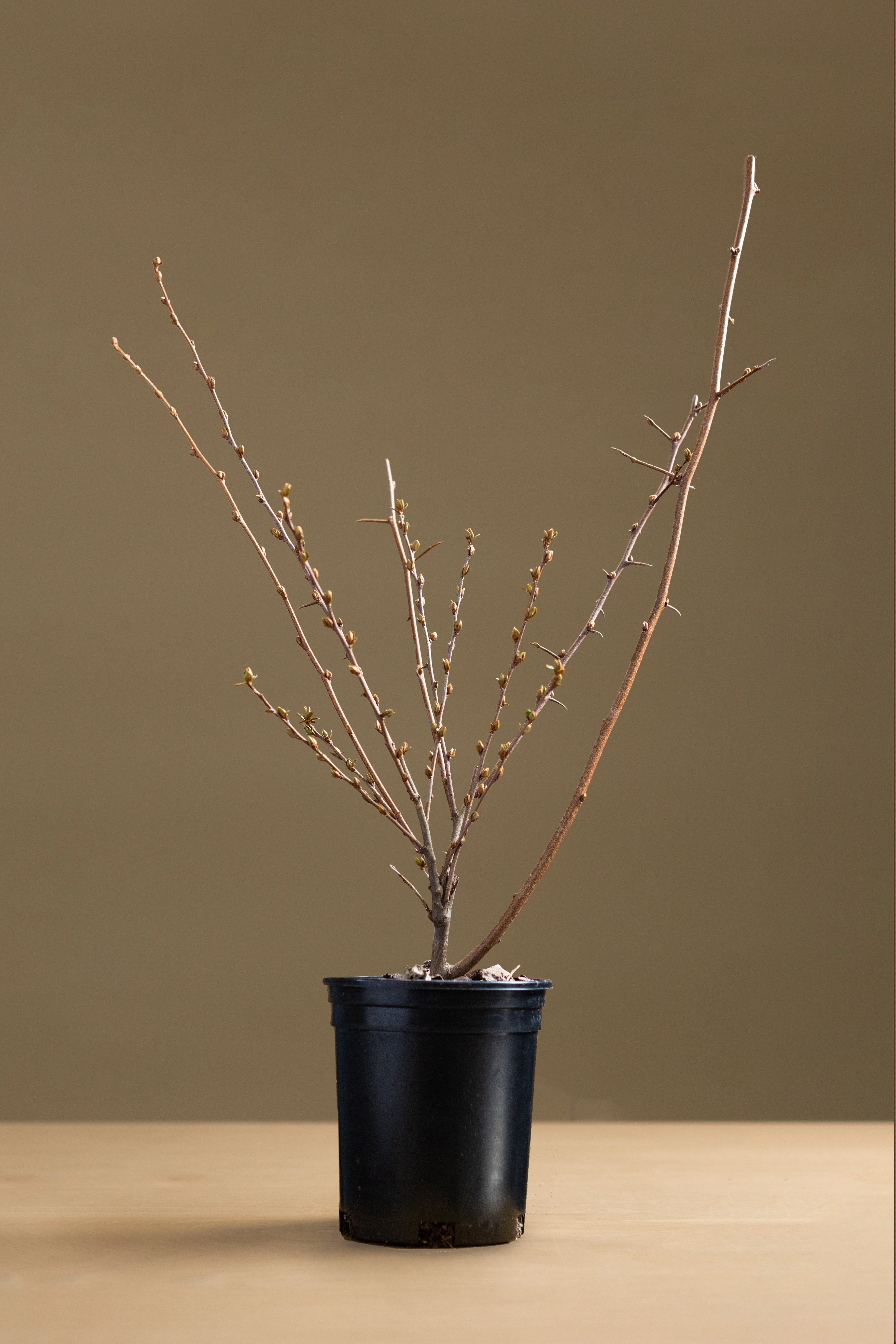 Goumi Berry-Shrubb-