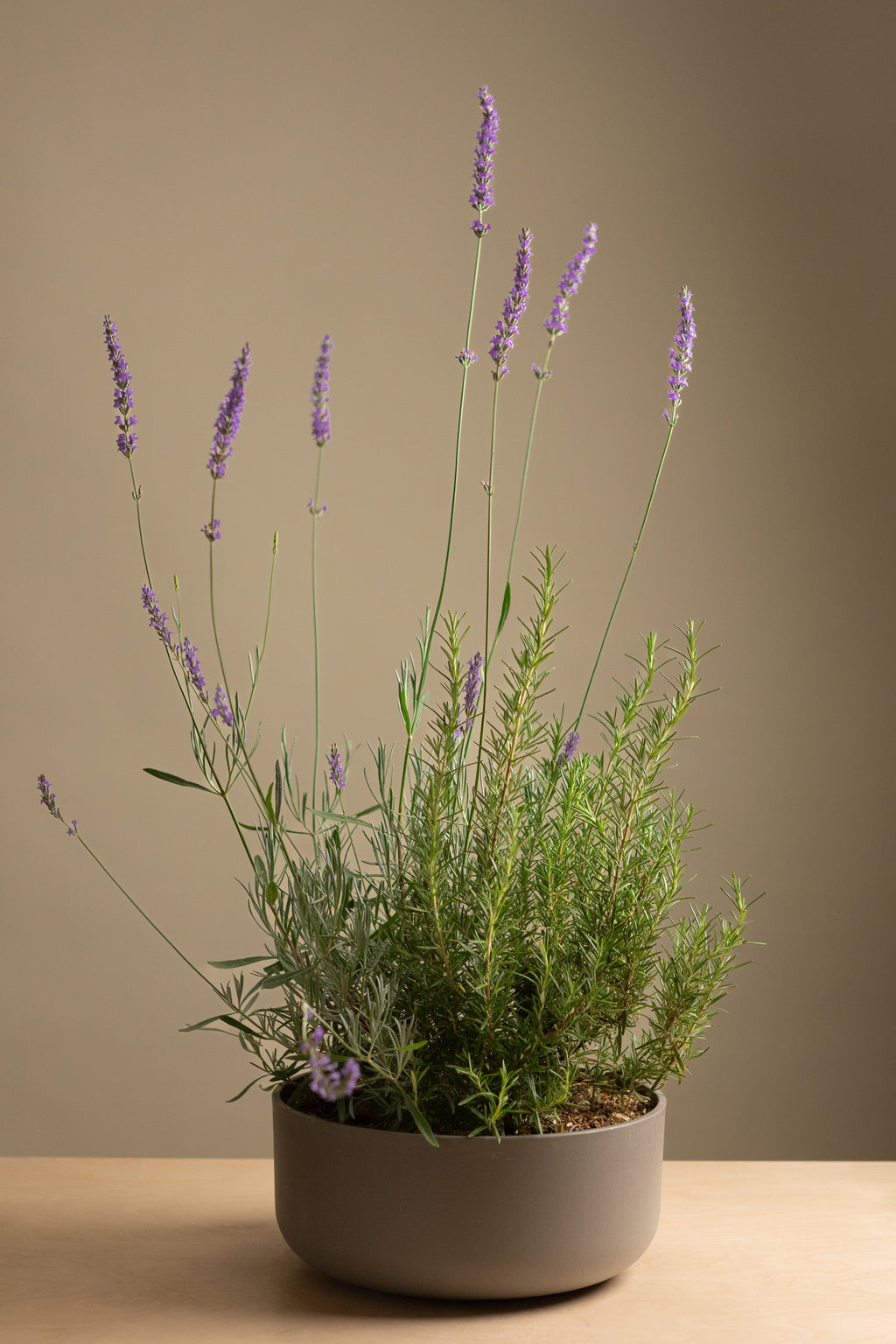 rosemary or lavender plant Lavender & Rosemary Bundle (Round)