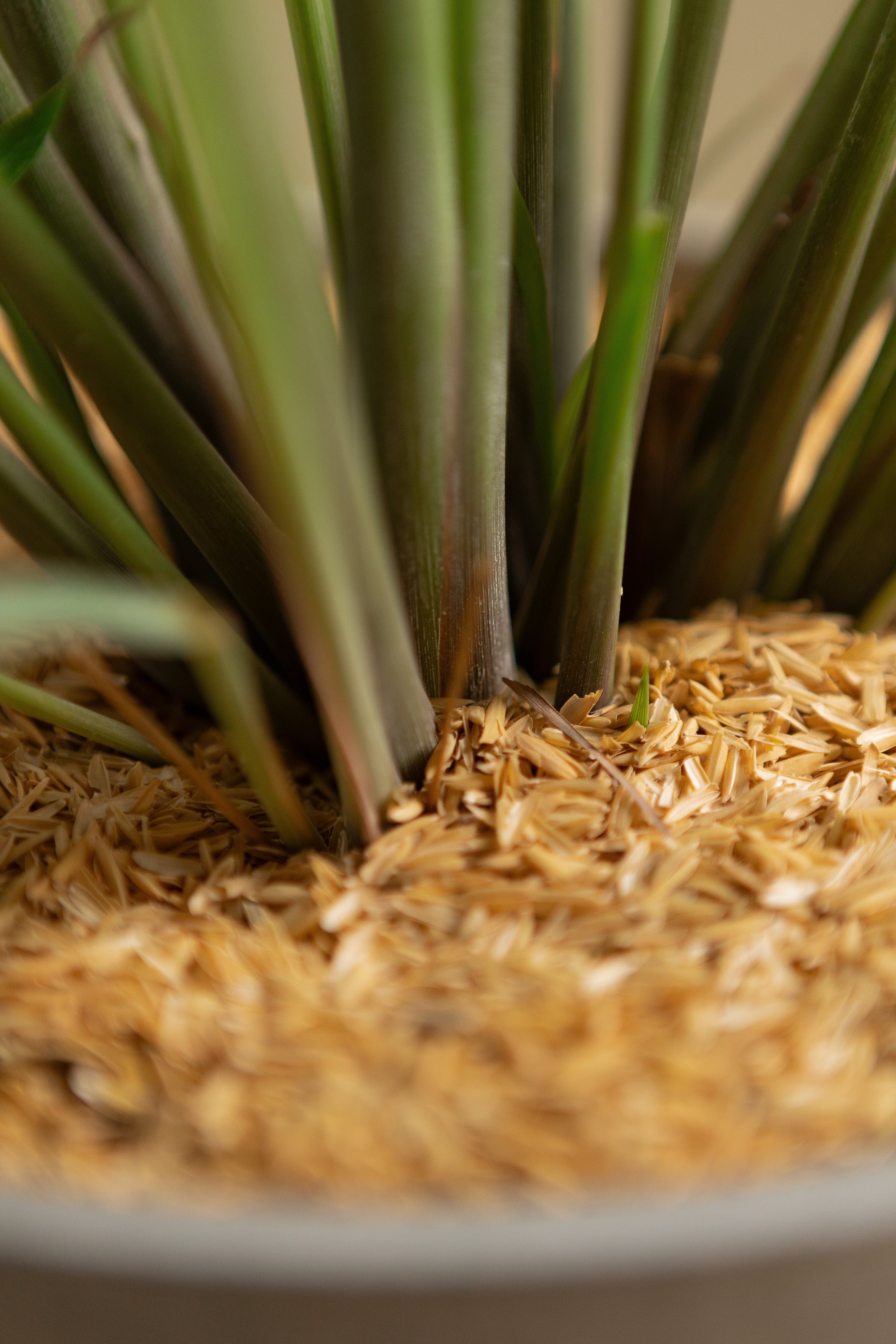 Lemongrass-Shrubb-