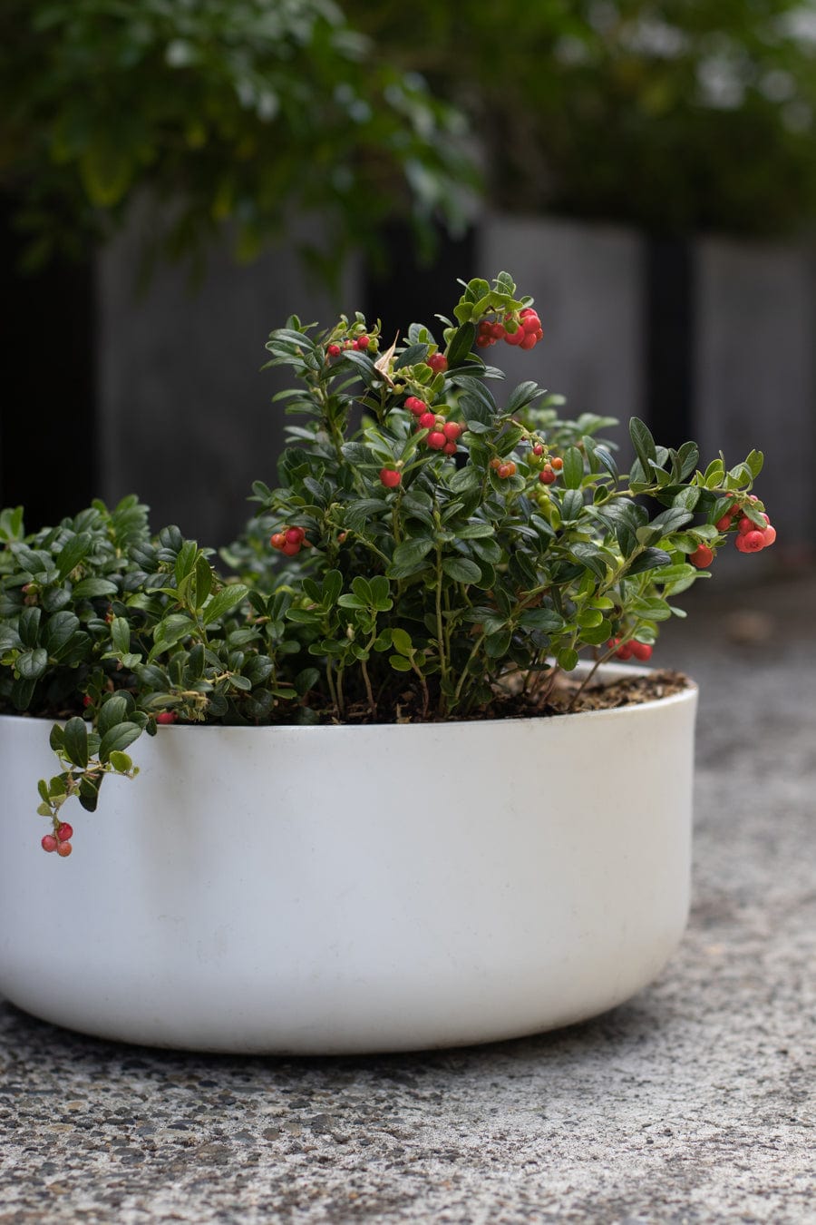 Lingonberry-Shrubb-