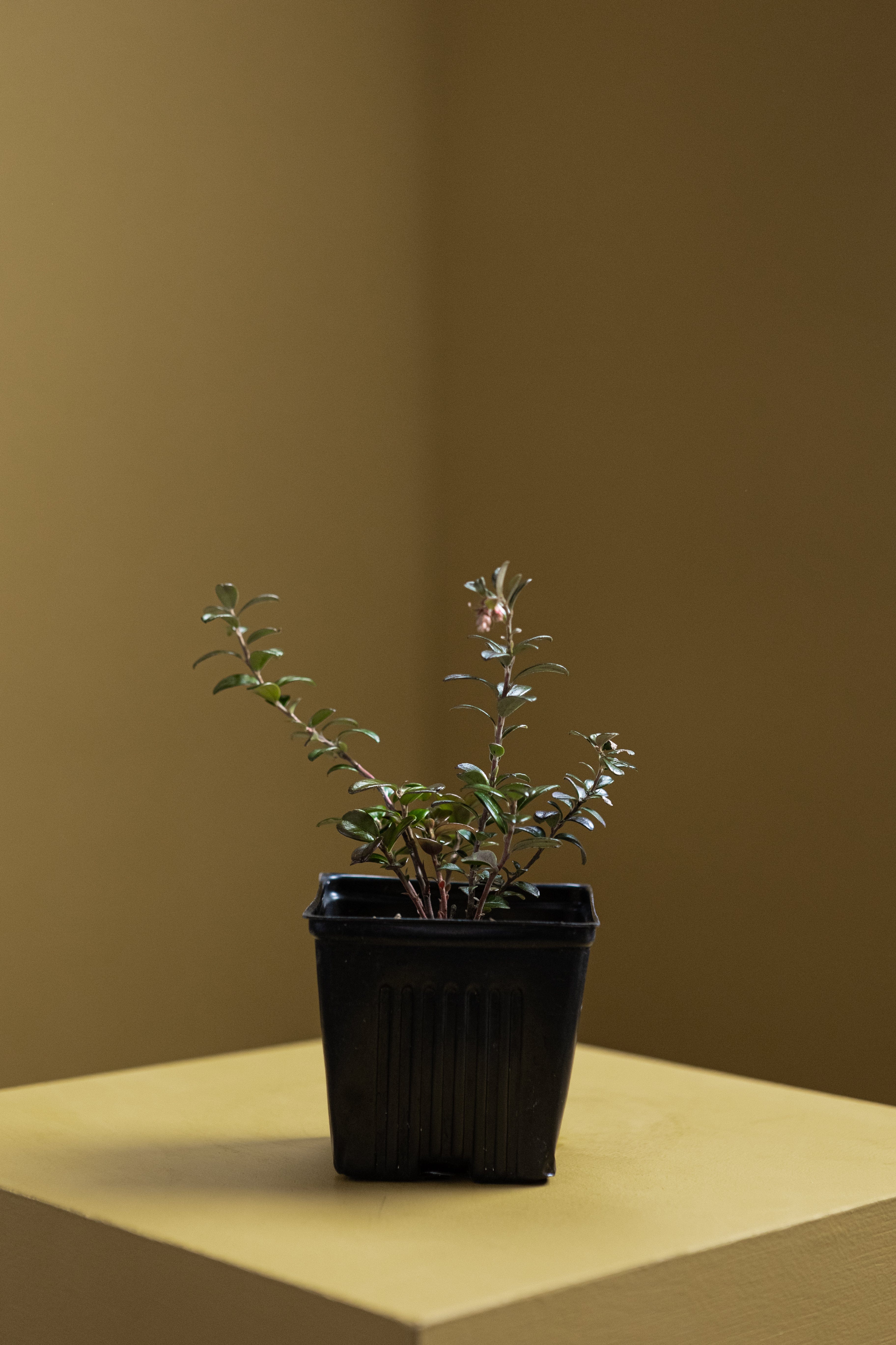 Lingonberry-Shrubb-